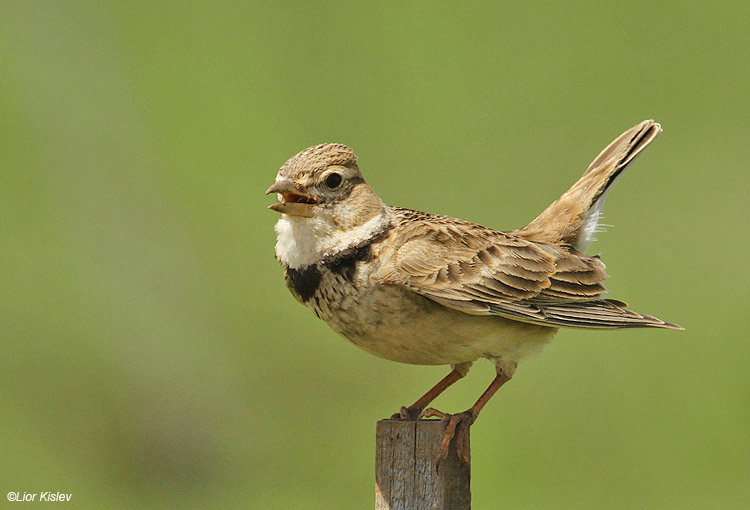   Calandra Lark Melanocorypha calandra  Bacha valley ,Golan 17-04-11  Lior Kislev                           